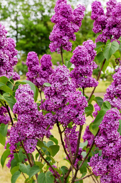 Syringa (Common Lilac) - Spring planting bare root shrub by Jamieson Brothers