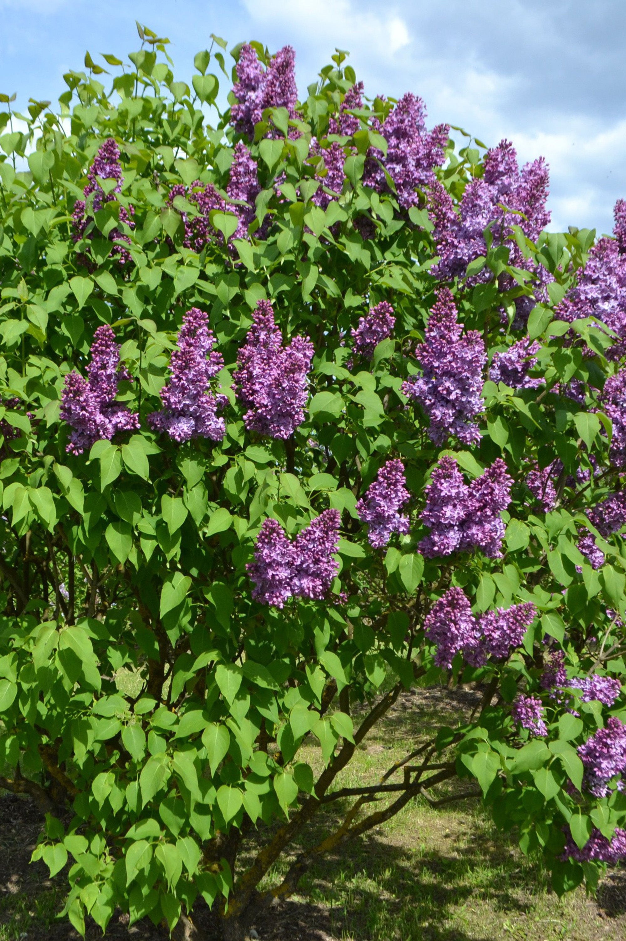Syringa (Common Lilac) - Spring planting bare root shrub by Jamieson Brothers