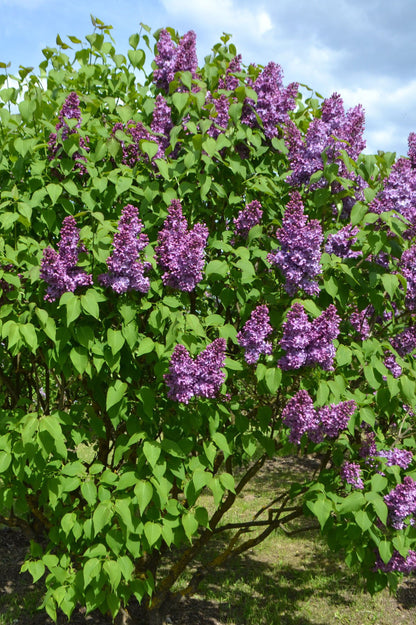 Syringa (Common Lilac) - Spring planting bare root shrub by Jamieson Brothers