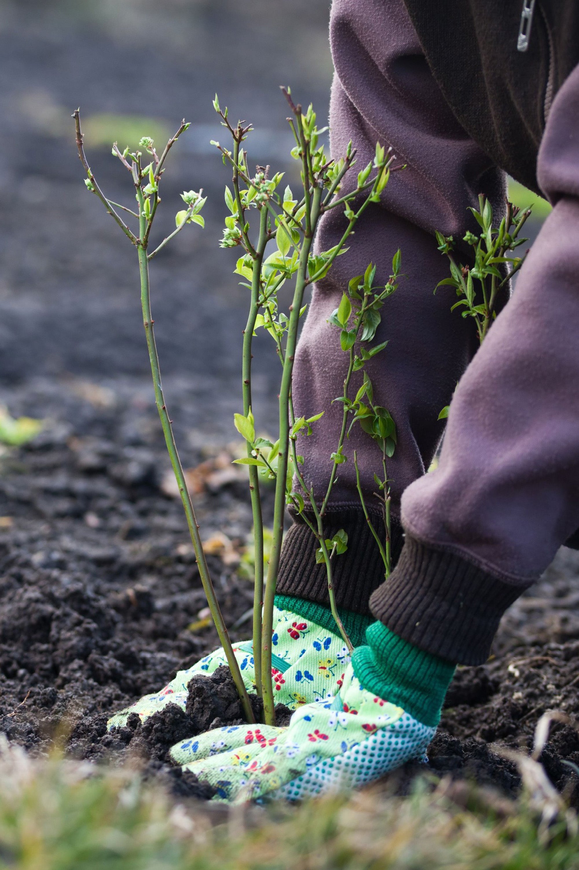 Syringa (Common Lilac) - Spring planting bare root shrub by Jamieson Brothers