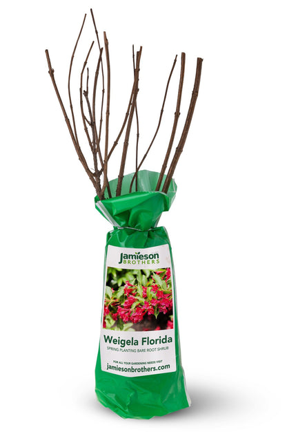 Weigela Florida - Spring planting bare root shrub by Jamieson Brothers