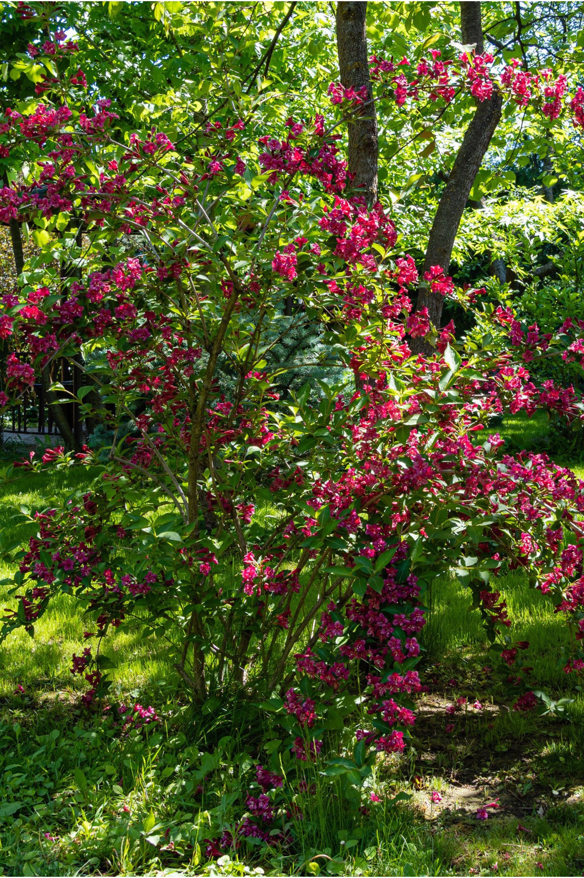 Weigela Florida - Spring planting bare root shrub by Jamieson Brothers