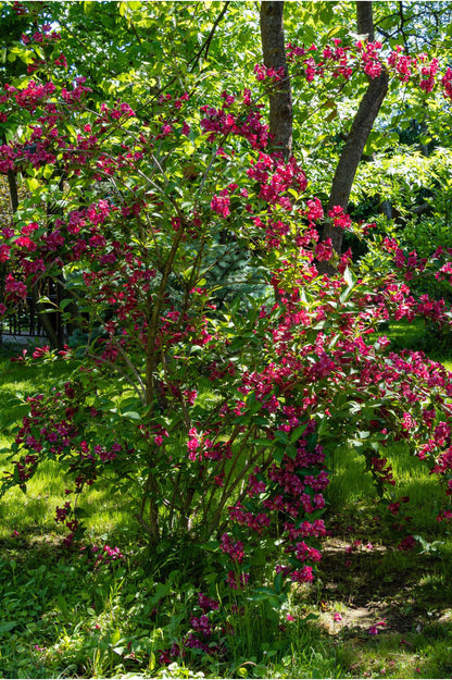 Weigela Florida - Spring planting bare root shrub by Jamieson Brothers