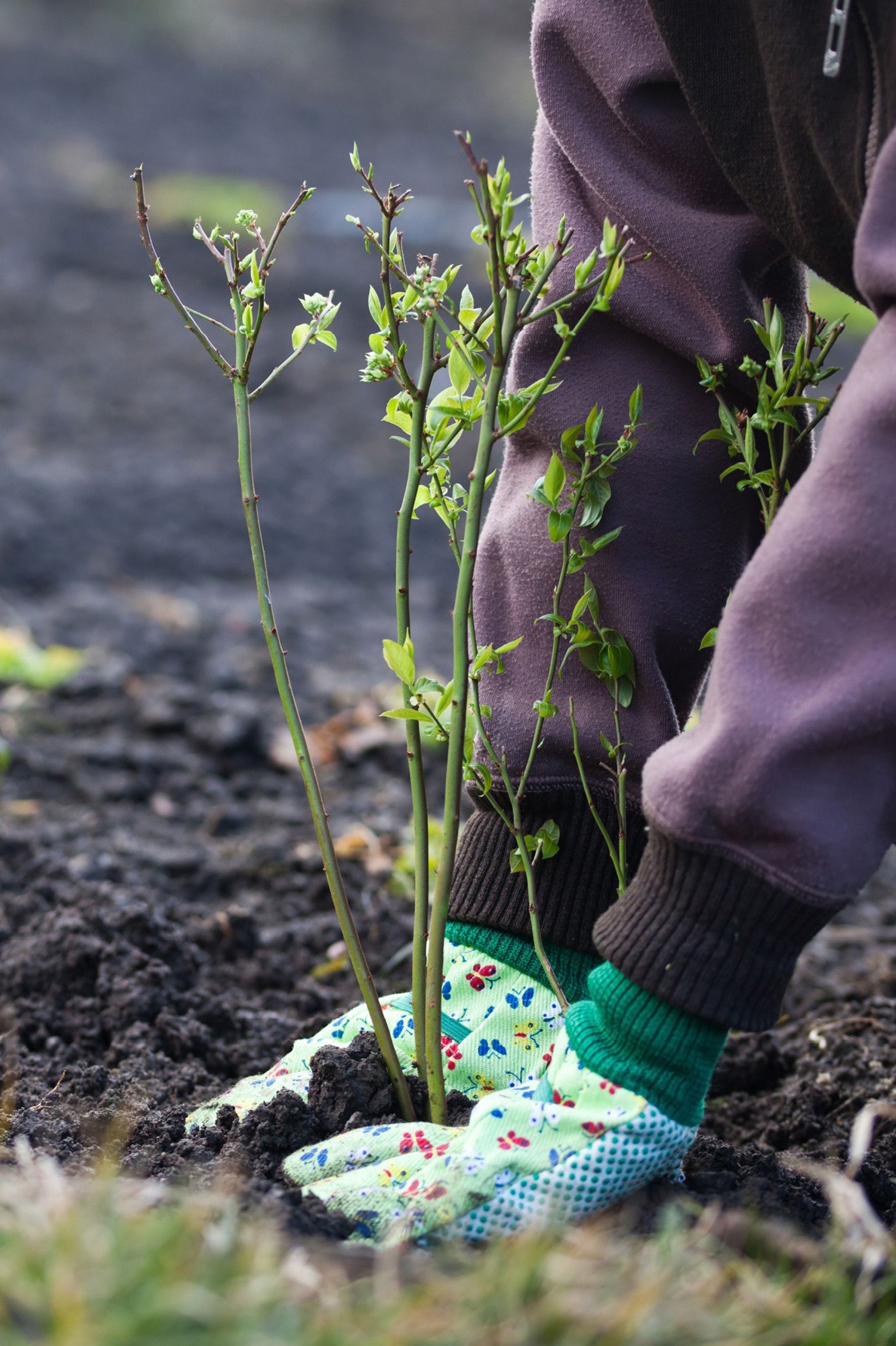 Weigela Florida - Spring planting bare root shrub by Jamieson Brothers
