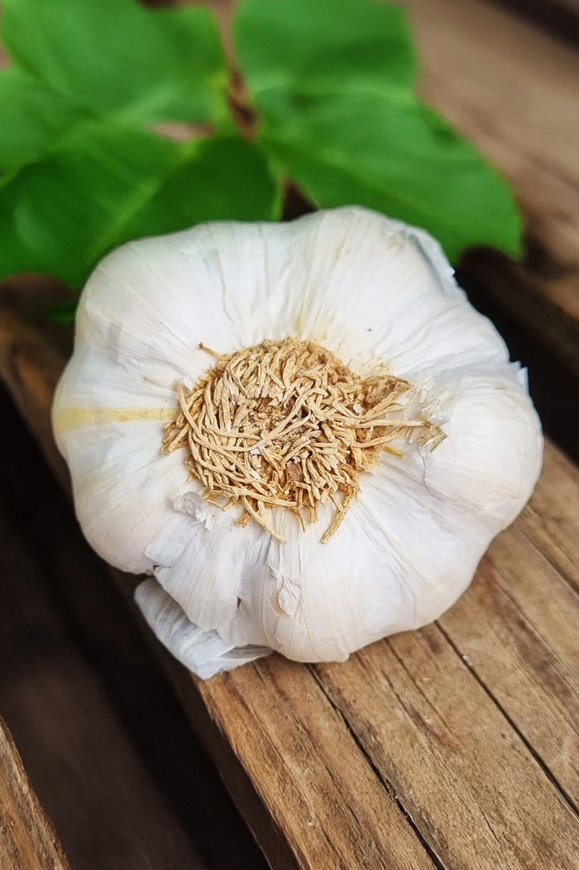 Garlic White