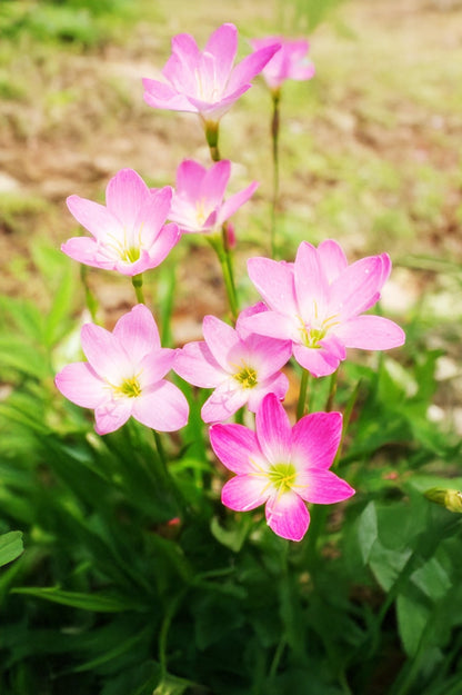 Zephyranthus Robustus Pink