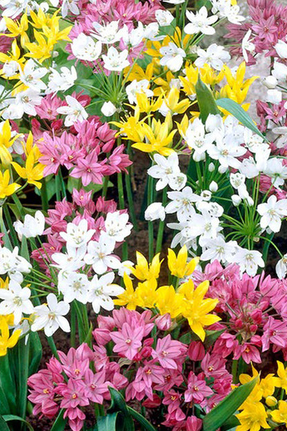 Allium Mix