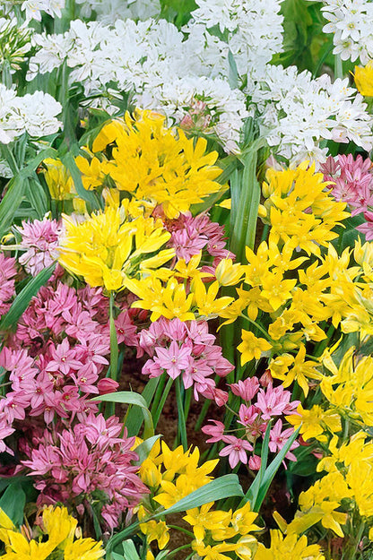 Allium Mix