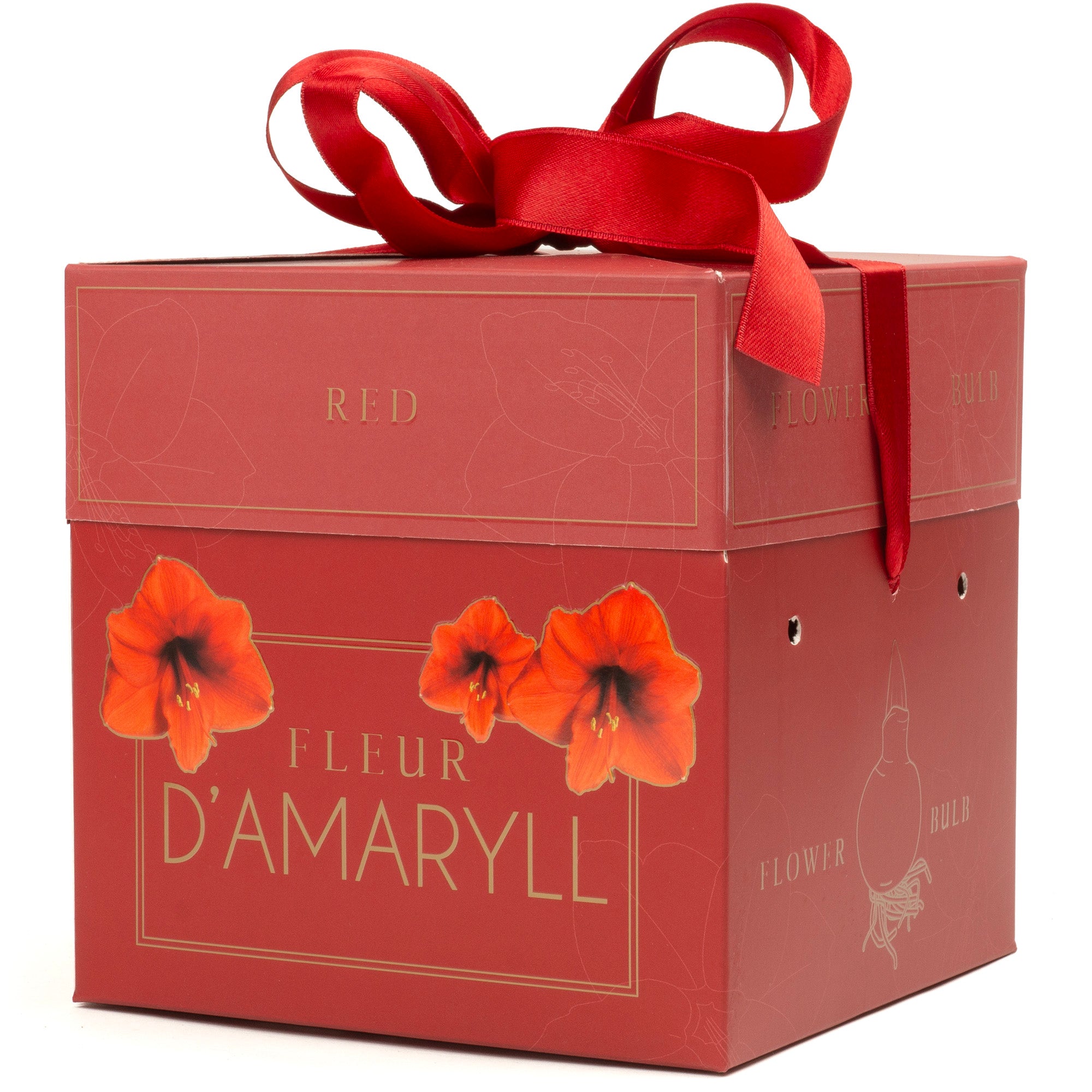 Deluxe Amaryllis Red (1 bulb, pot & compost) - Gift Box
