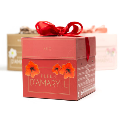 Deluxe Amaryllis Red (1 bulb, pot & compost) - Gift Box