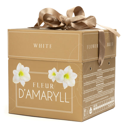 Deluxe Amaryllis White (1 bulb, pot & compost) - Gift Box