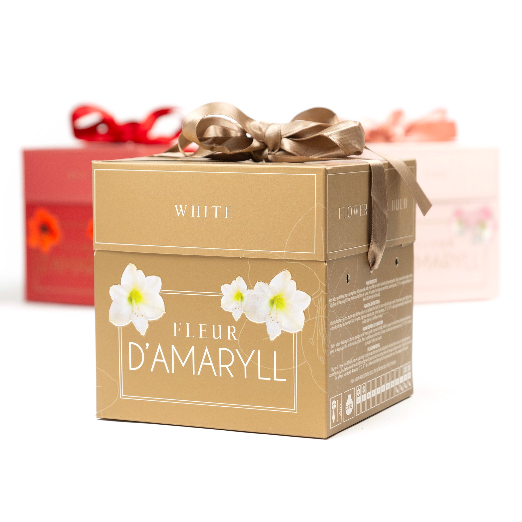 Deluxe Amaryllis White (1 bulb, pot & compost) - Gift Box