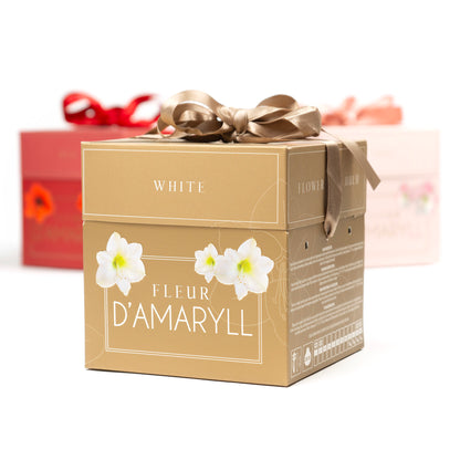 Deluxe Amaryllis White (1 bulb, pot & compost) - Gift Box