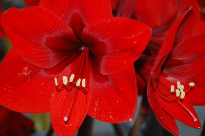Amaryllis Red Gift Box
