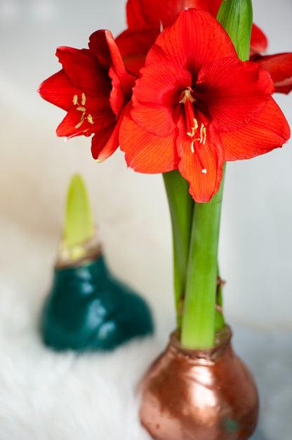 Amaryllis Red Gift Box