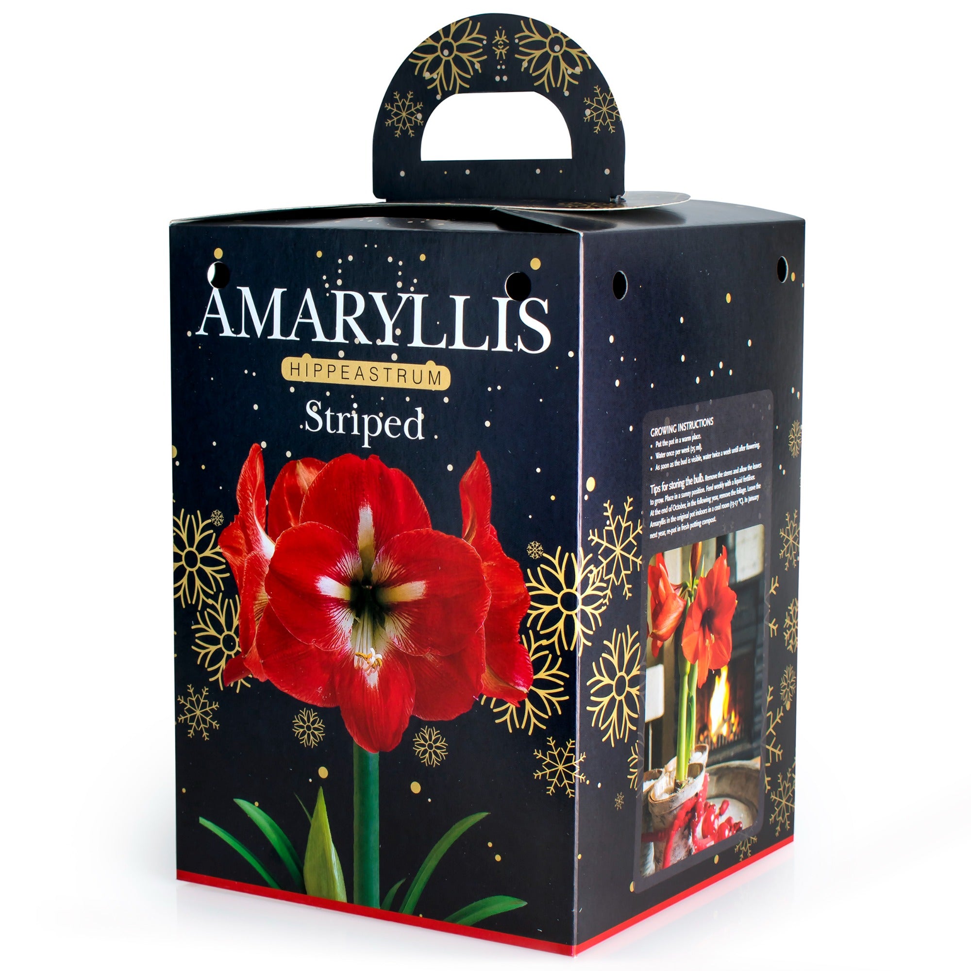 Amaryllis Red Striped Gift Box