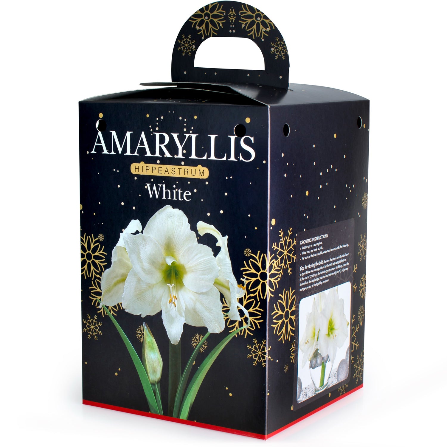 Amaryllis White Gift Box