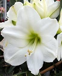 Amaryllis White Gift Box