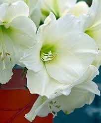 Amaryllis White Gift Box