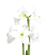 Amaryllis White Gift Box