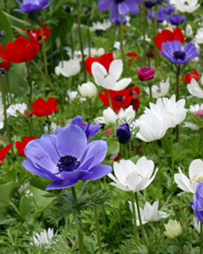 Anemone De Caen Bulbs 40 Bulbs