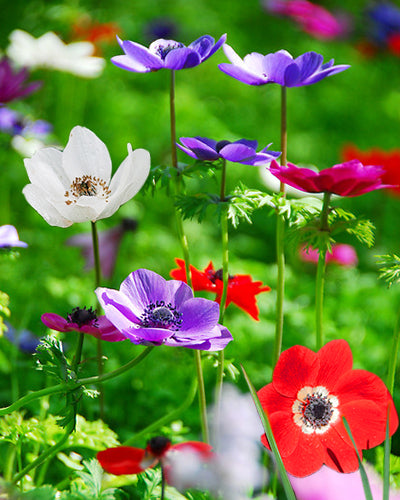 Anemone De Caen Bulbs 40 Bulbs