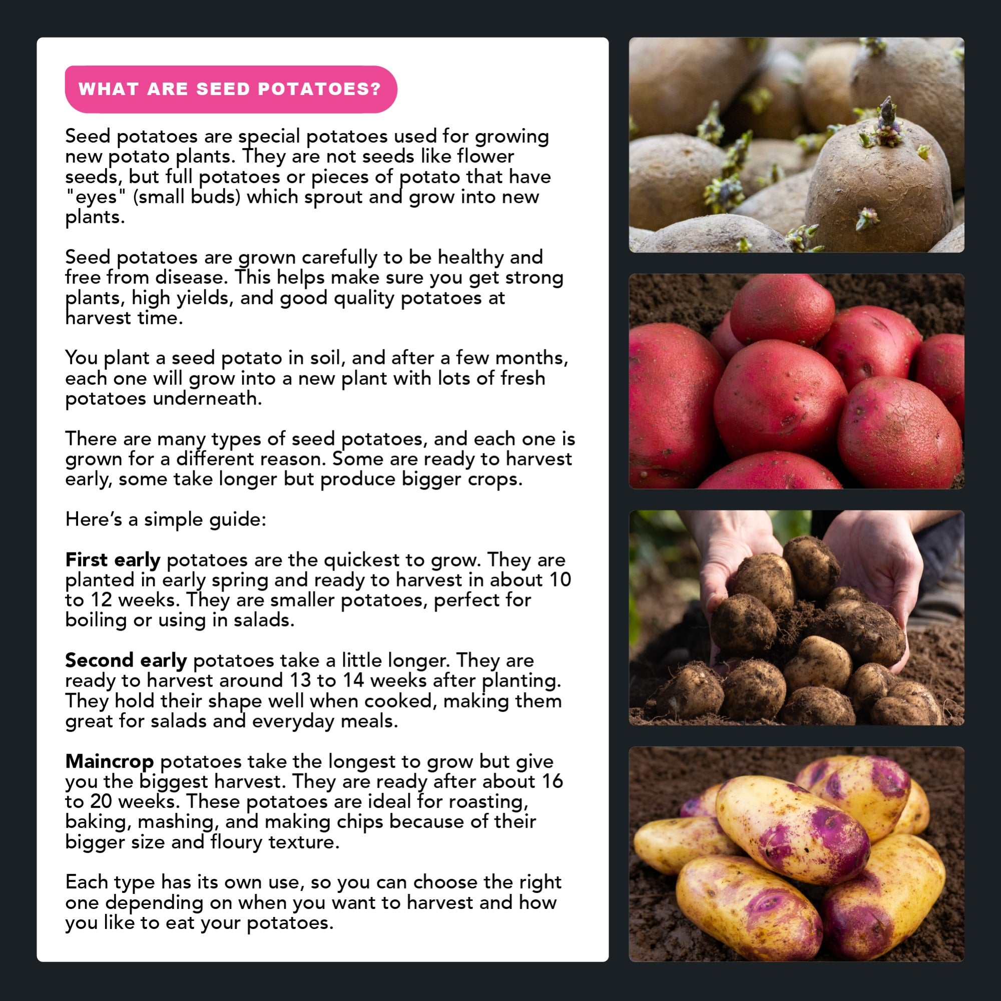SpudMan Melody (6 Tubers) Christmas Harvest Seed Potatoes