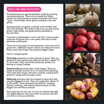 SpudMan Jazzy (6 Tubers) Christmas Harvest Seed Potatoes