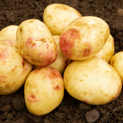 Cara Seed Potatoes