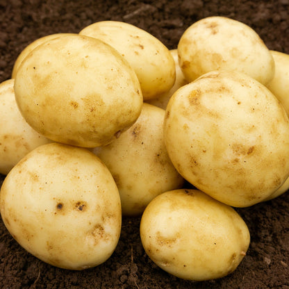 Casablanca Seed Potatoes