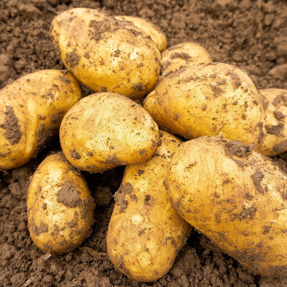 Charlotte (2kg - Approx. 20-25 Tubers) Christmas Harvest Seed Potatoes