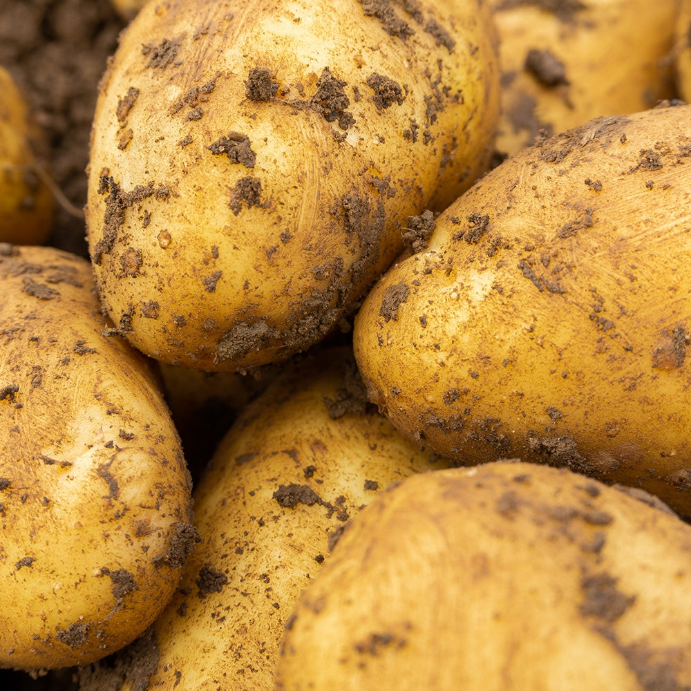 Charlotte (2kg - Approx. 20-25 Tubers) Christmas Harvest Seed Potatoes