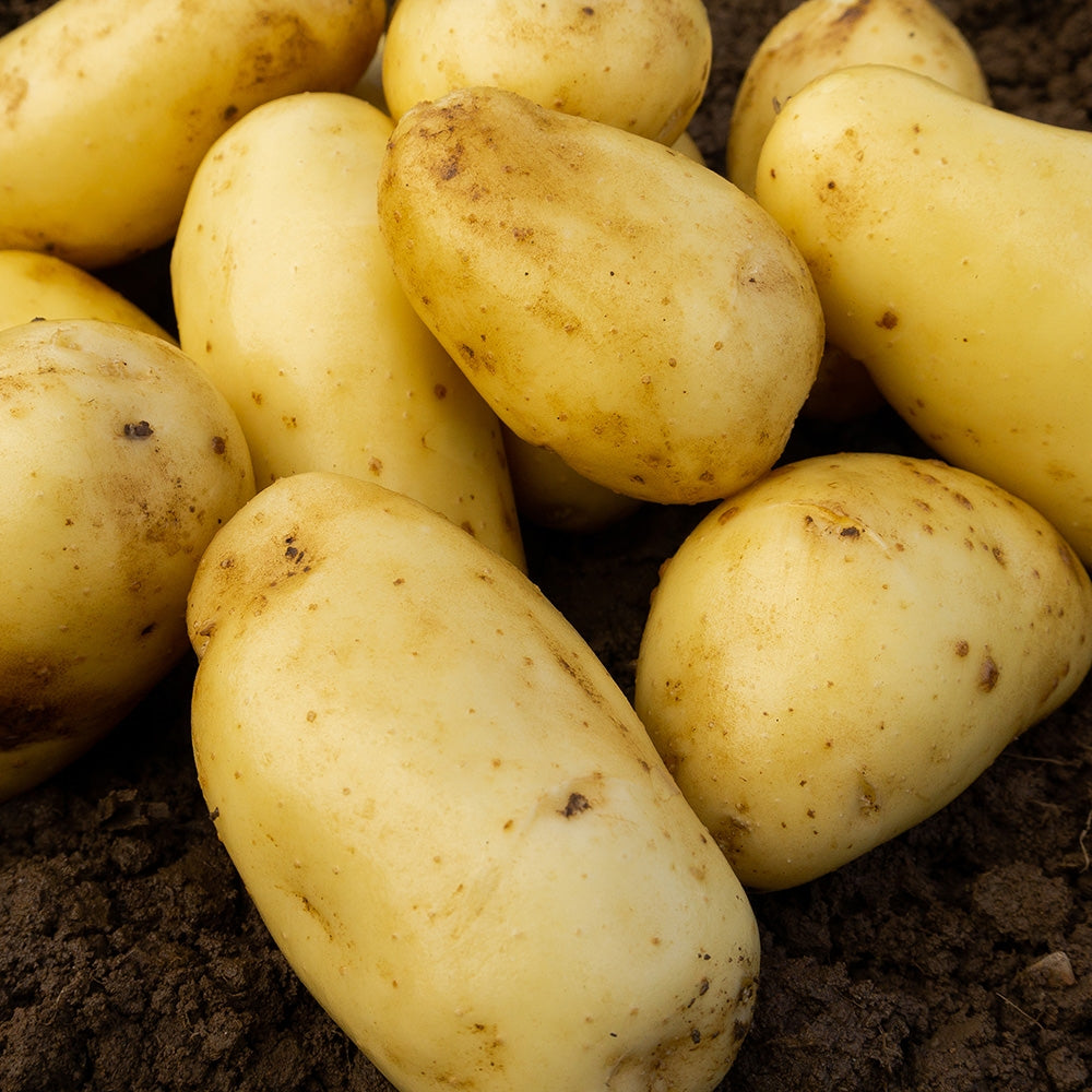 Charlotte (2kg - Approx. 20-25 Tubers) Christmas Harvest Seed Potatoes