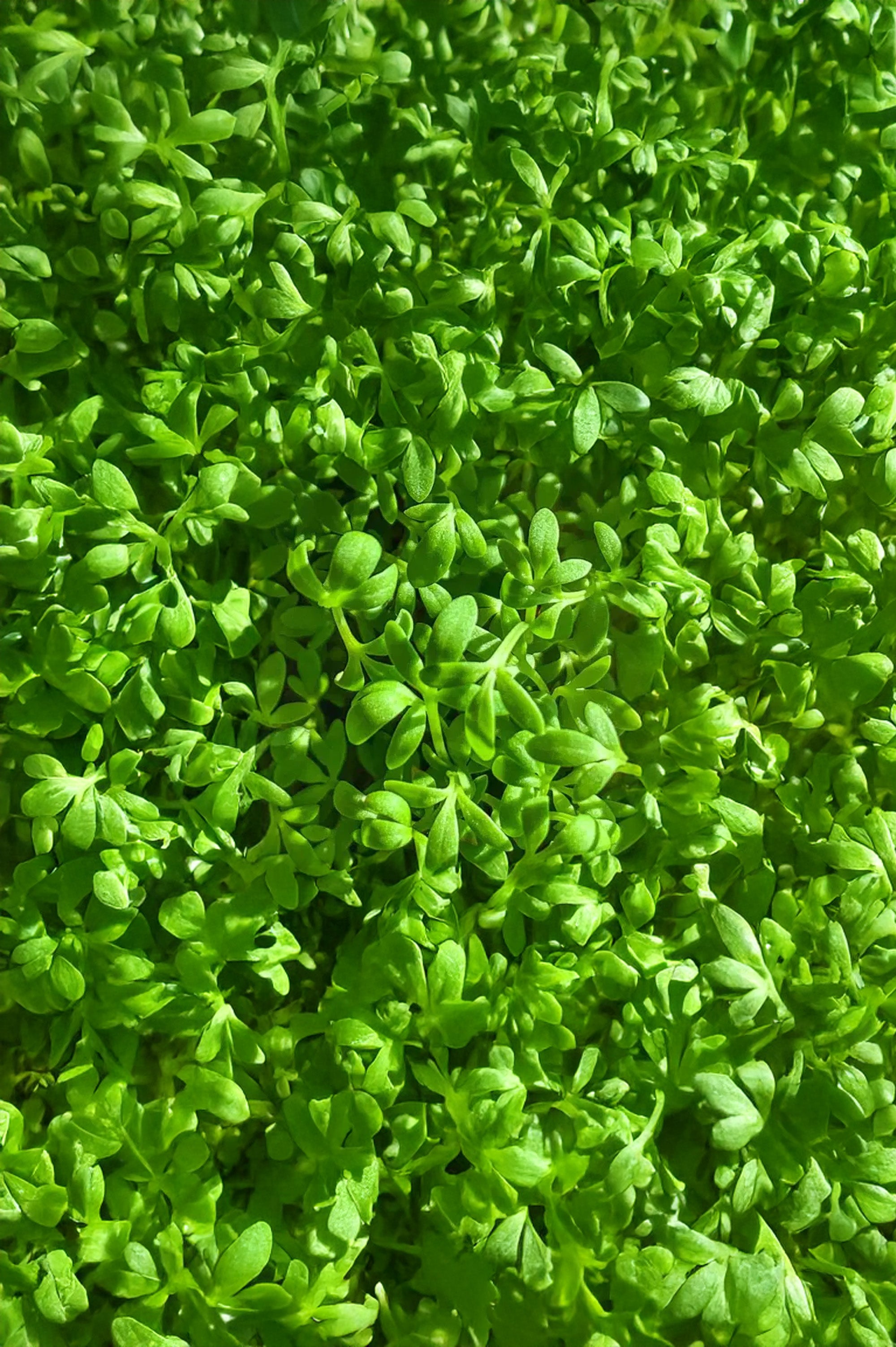 Cress Curled Herb Seeds