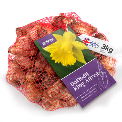 King Alfred Yellow Trumpet Daffodil Bulbs - 3kg net 10/12cm By Jamieson Brothers