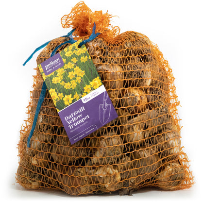 Yellow Trumpet Daffodil Bulbs by Jamieson Brothers