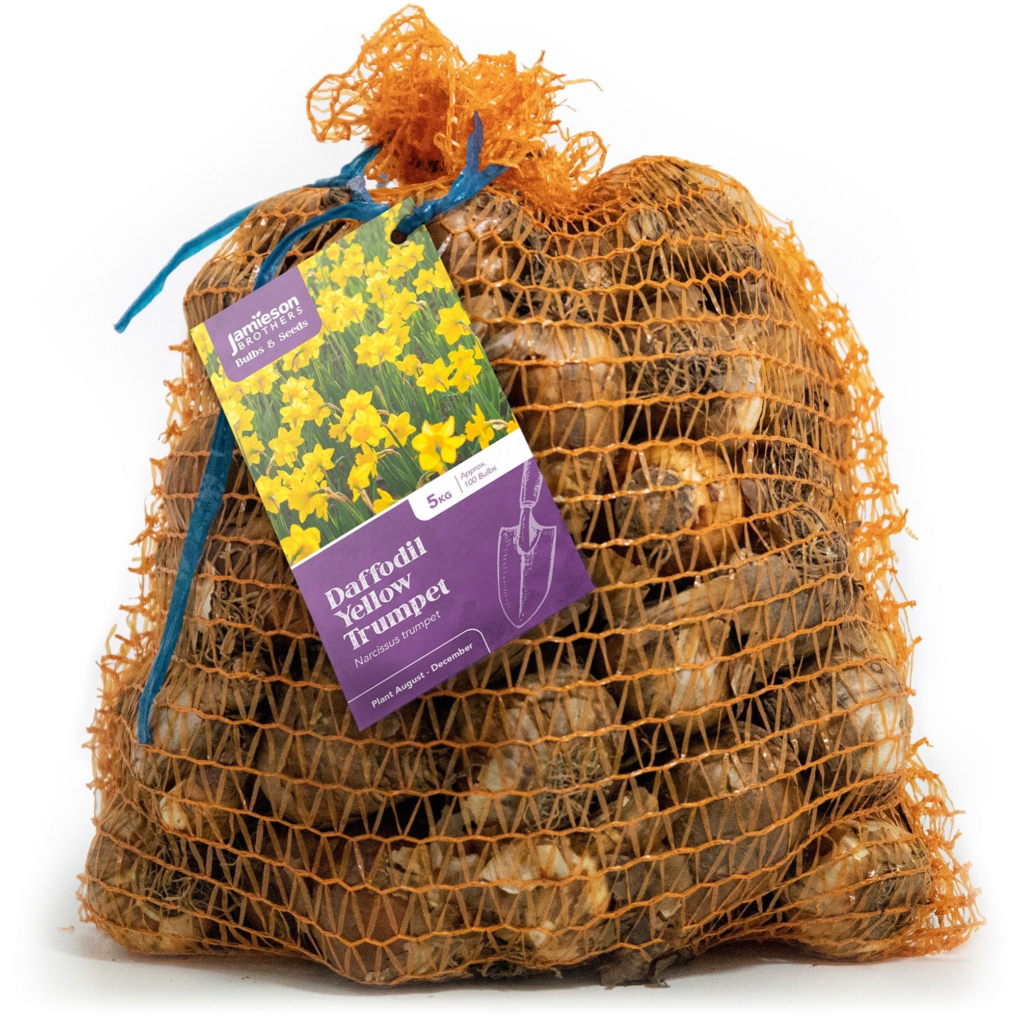 Yellow Trumpet Daffodil Bulbs by Jamieson Brothers