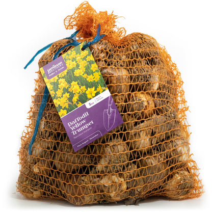 Yellow Trumpet Daffodil Bulbs by Jamieson Brothers