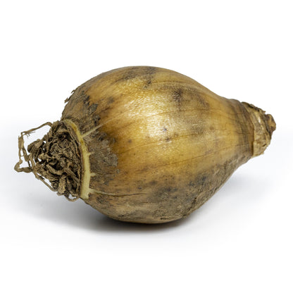 Sempre Avanti Daffodil Bulbs by Jamieson Brothers