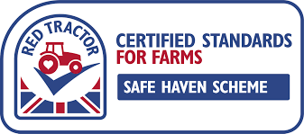 Lady Christl Seed Potatoes