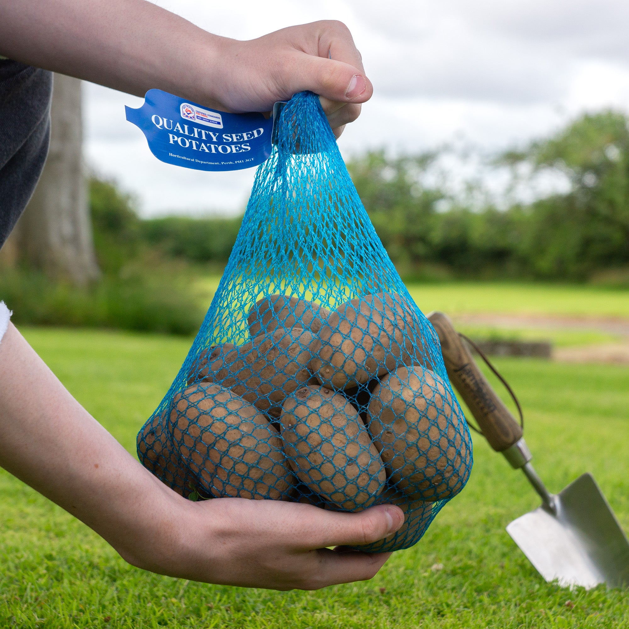Charlotte (2kg - Approx. 20-25 Tubers) Christmas Harvest Seed Potatoes