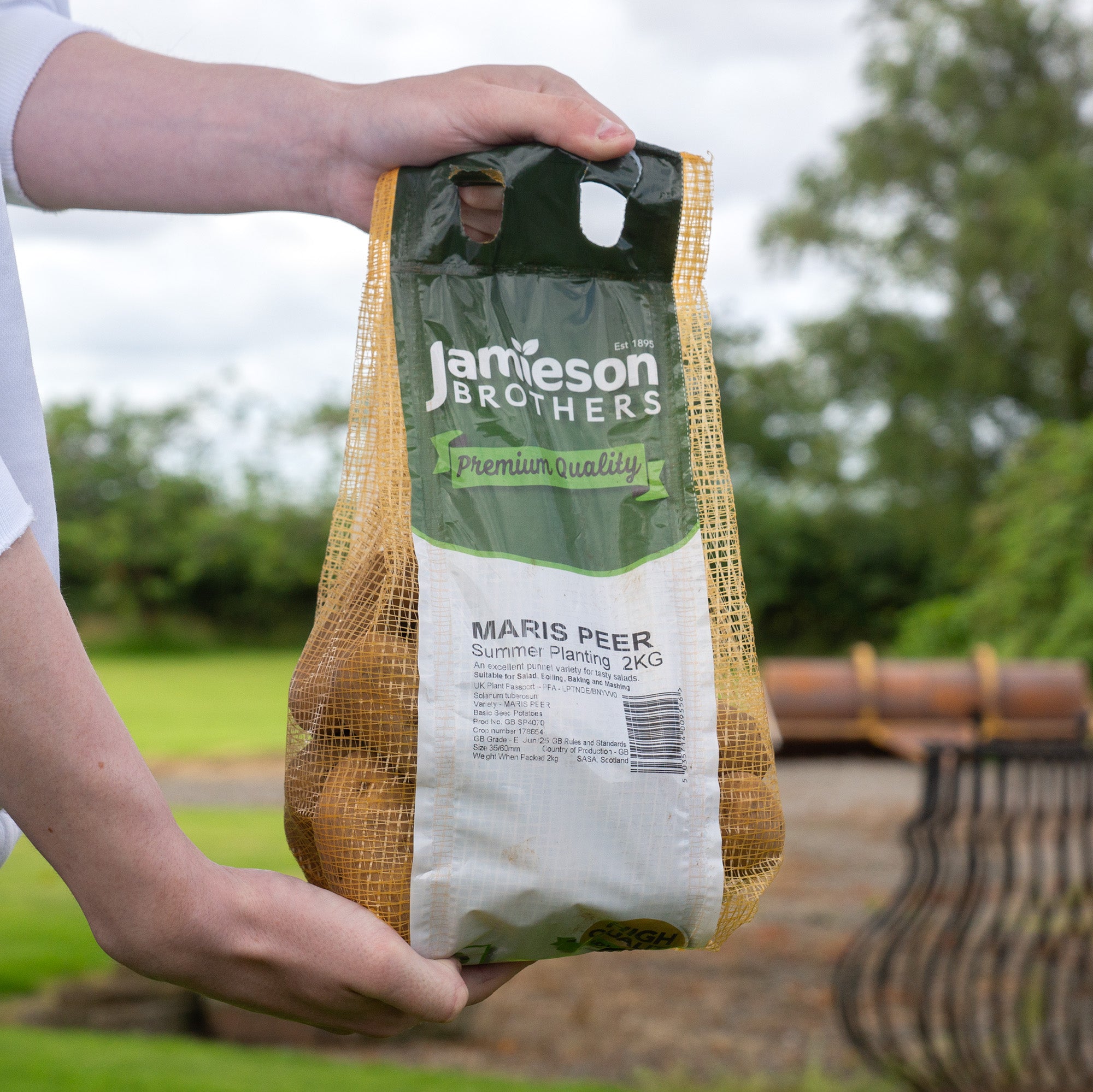 Maris Peer (2kg - Approx. 20-25 Tubers) Christmas Harvest Seed Potatoes