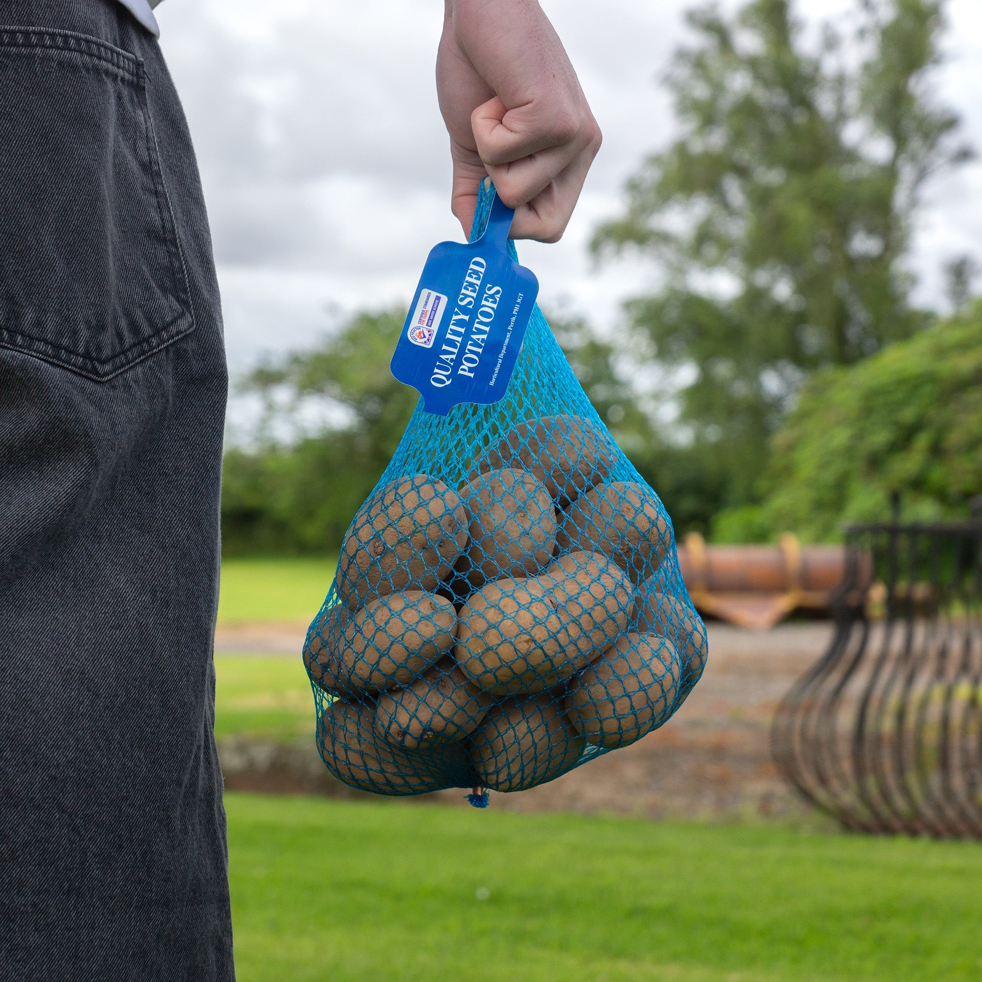 Jazzy (2kg - Approx. 20-25 Tubers) Christmas Harvest Seed Potatoes