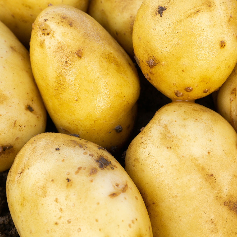 Duke of York Seed Potatoes