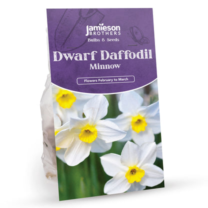 Minnow Daffodil Bulbs (20 bulbs) - Dwarf Daffodils by Jamieson Brothers