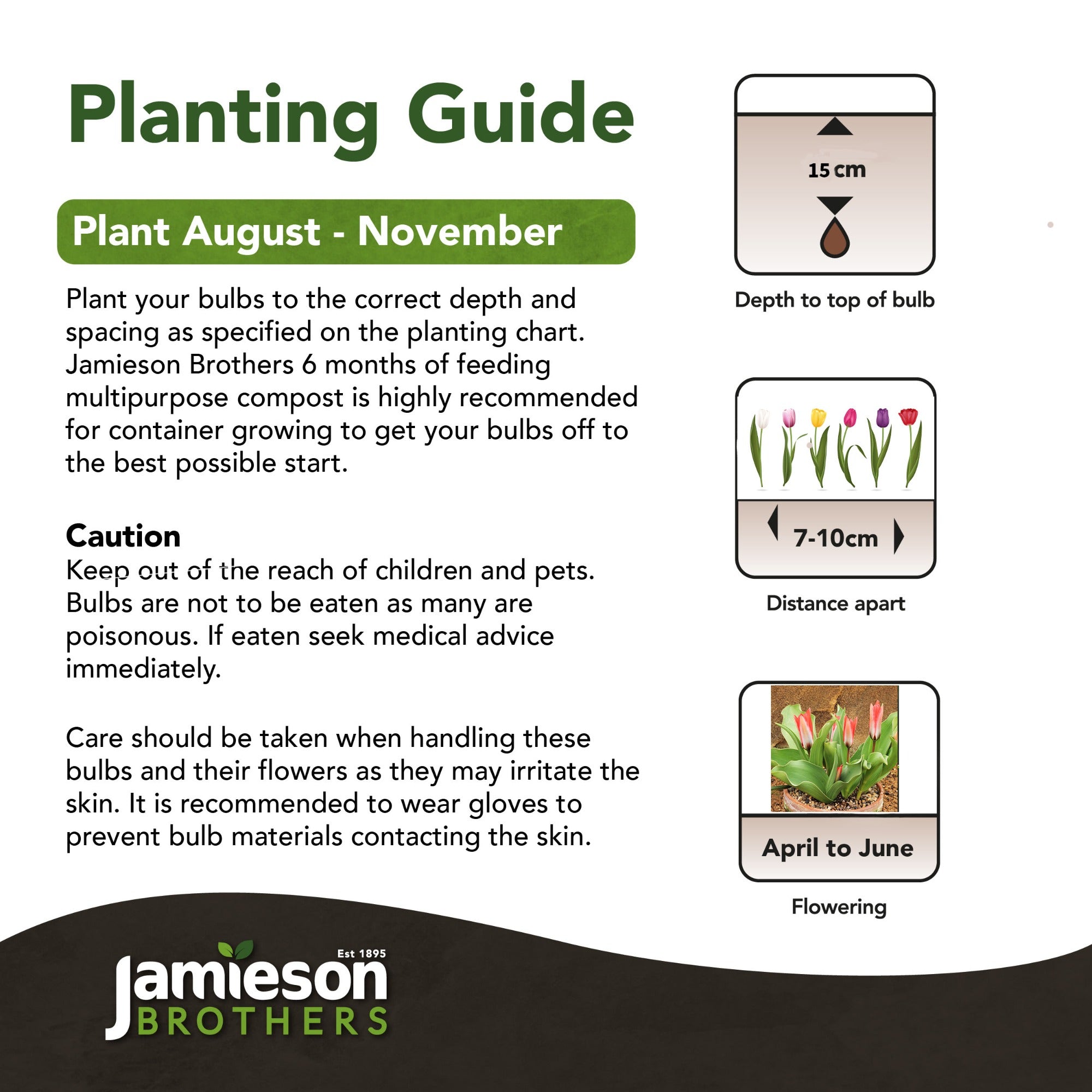 Mixed Rockery Dwarf Tulip Bulbs (48 bulbs) by Jamieson Brothers