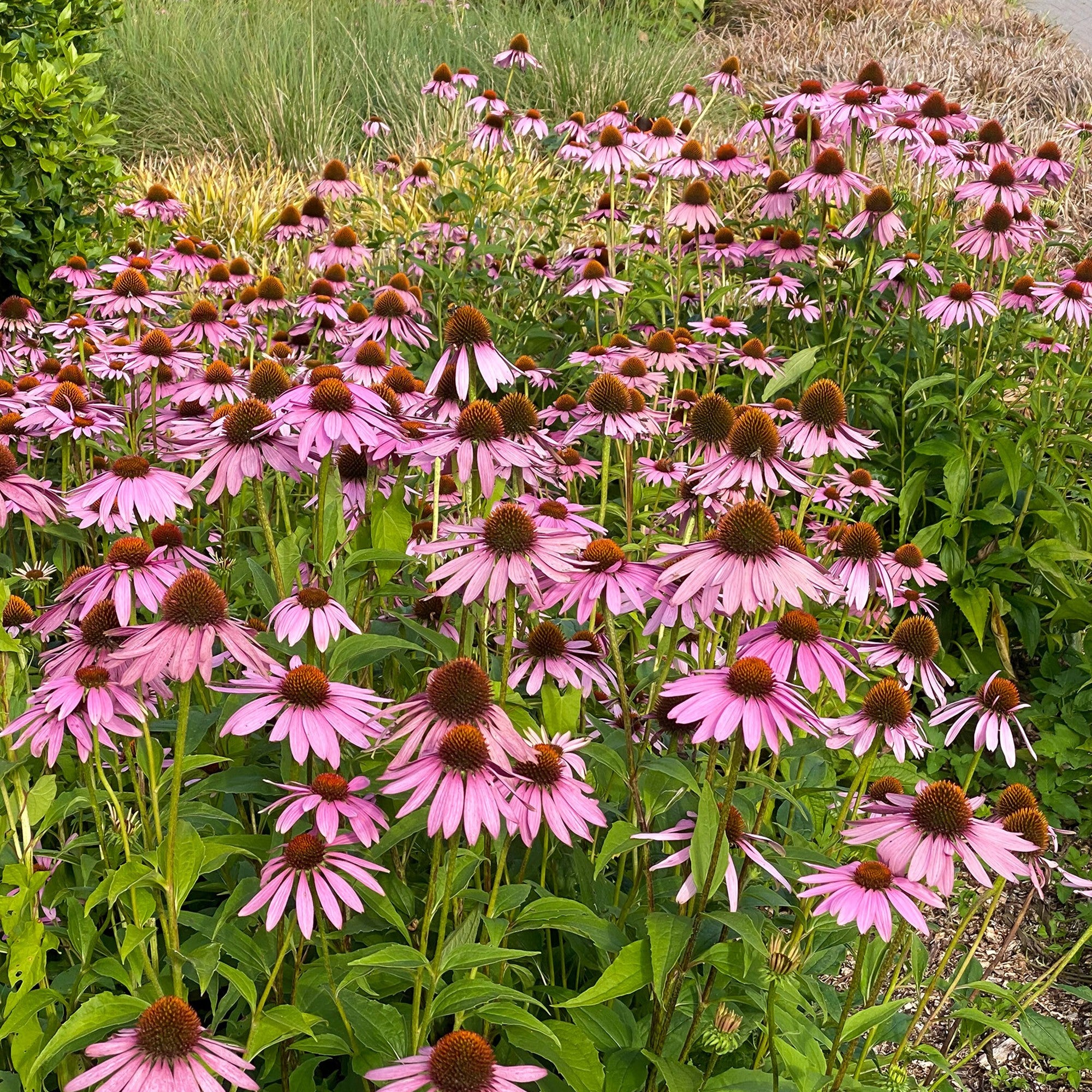 Butterfly Perennial Box (Phlox Paniculata, Eryngium Planum, Echinacea Purpurea, Crocosmia X Crocosmiiflora, Liatris Spicata) 50x Spring Planting Flower Bulbs