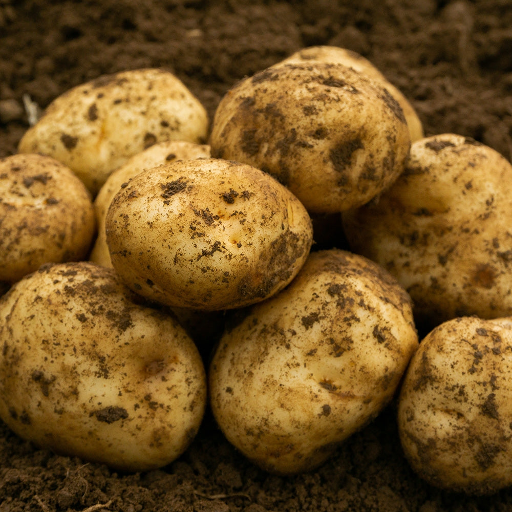 Epicure Seed Potatoes