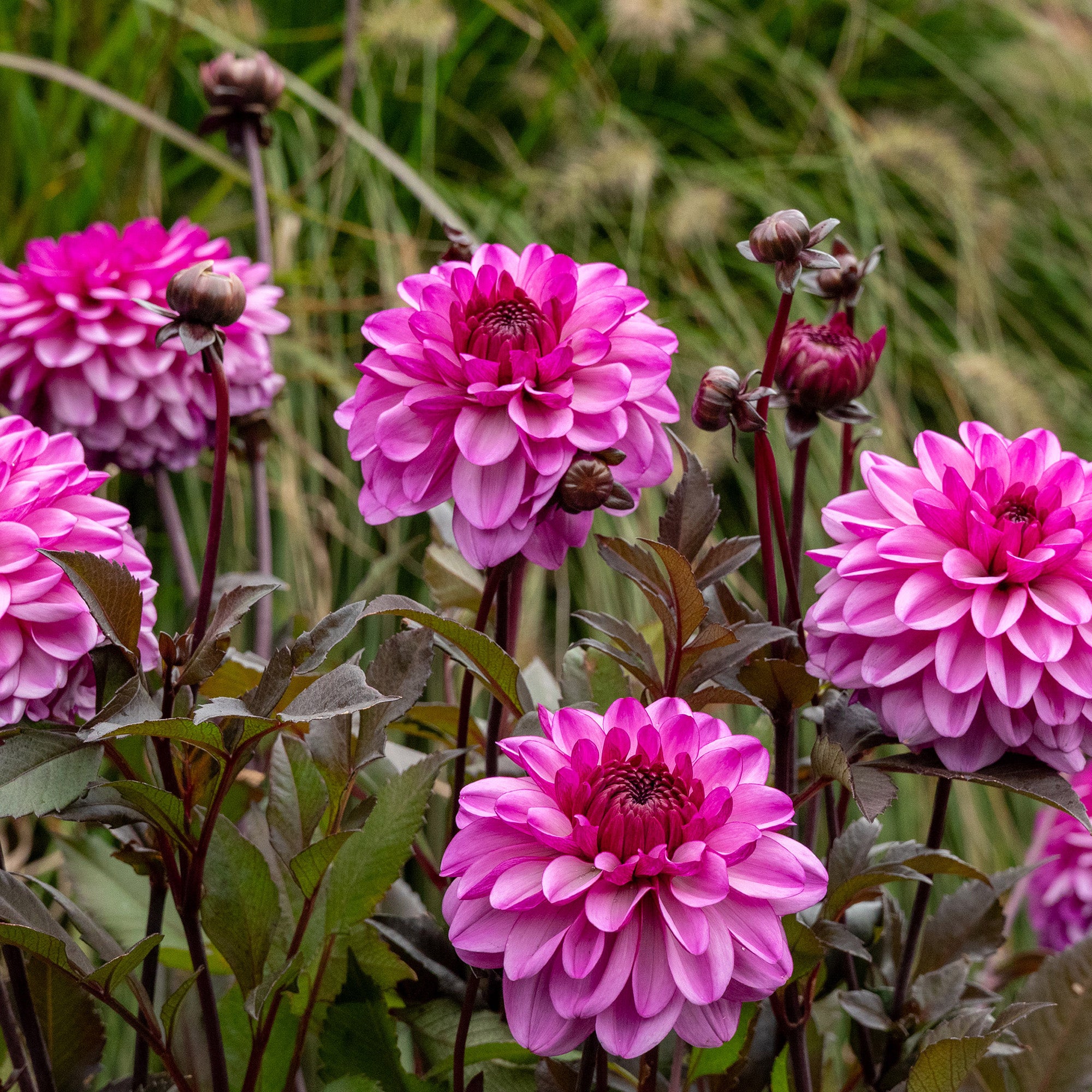 Dahlia Dark Crystal (1 Bulb)