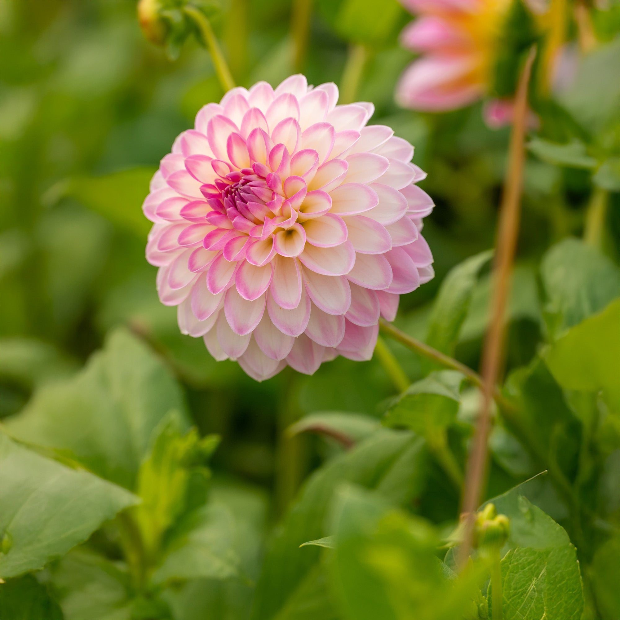 Dahlia Arbatax (1 Bulb)